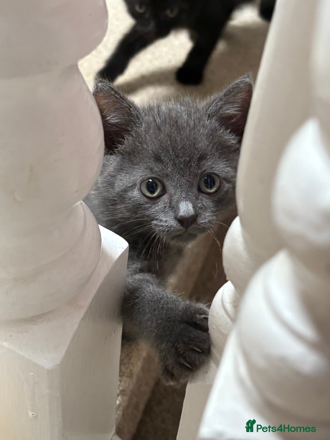 British Shorthair cats for sale: Blue British Short Hair Mix - Image 1