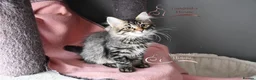Siberian cats for sale: Siberian Kitens from Tunguska House Cattery - Advert 22