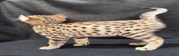 Savannah cats for sale: 2 and 3 months old. Tica Regist. Savannahs - Advert 11