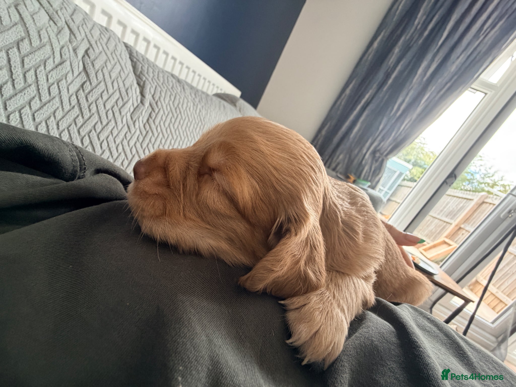 Cocker Spaniel dogs for sale: Working Cocker Pups- Exceptional pedigree  in Sandbach - Advert 13