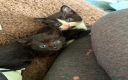 American Shorthair cats for sale: 5 black and white kittens for forever home - Image 18