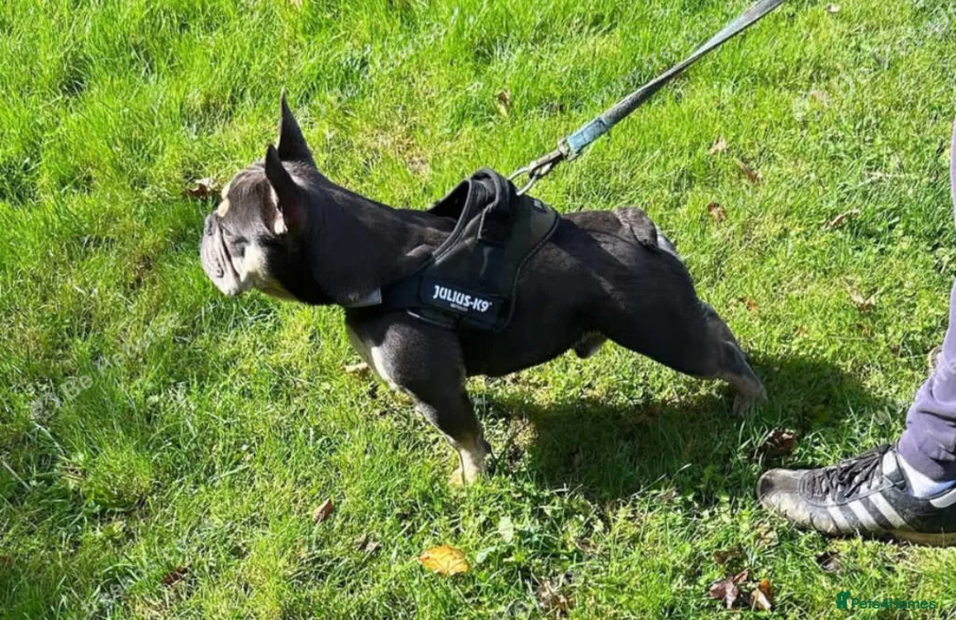 French Bulldog dogs for stud: French bulldog stud 🇫🇷  - Advert 2