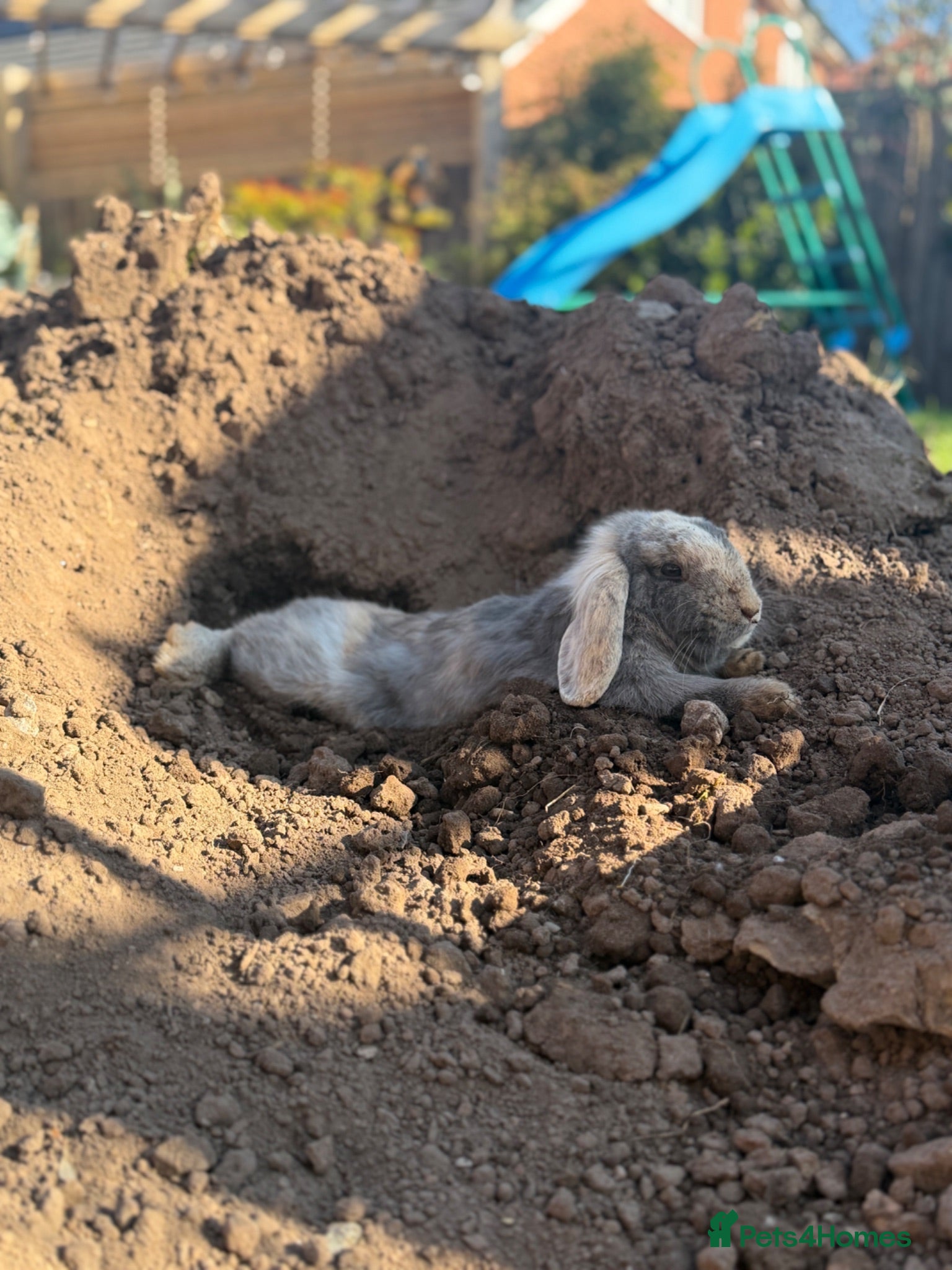 Mixed Breed rabbits 2 x  12 month old female rabbits/complete set up  - Advert 5