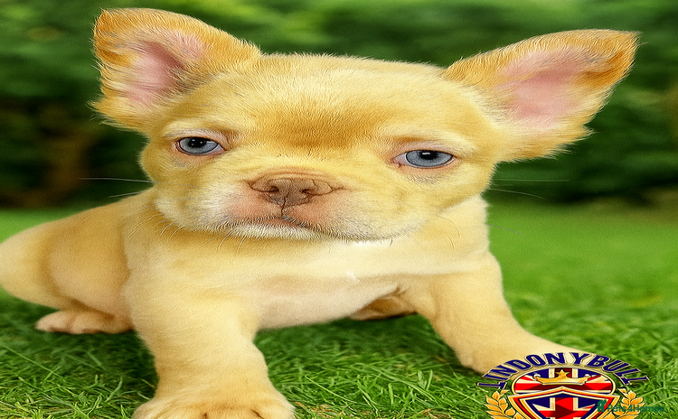 French Bulldog dogs - Advert 4