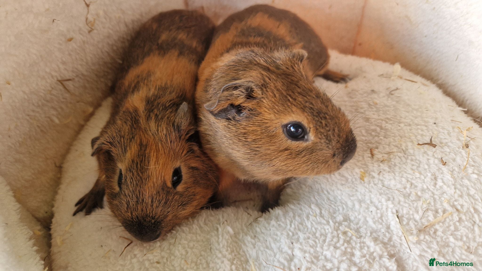 Guinea Pig rodents Teddy guinea pig - Advert 15
