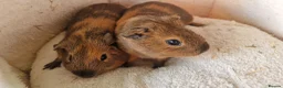 Guinea Pig rodents for sale: Teddy guinea pig - Advert 1