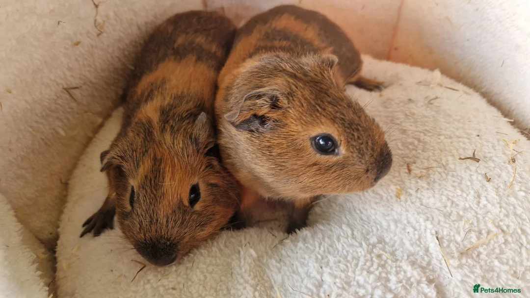 Guinea Pig rodents for sale: Teddy guinea pig - Advert 1