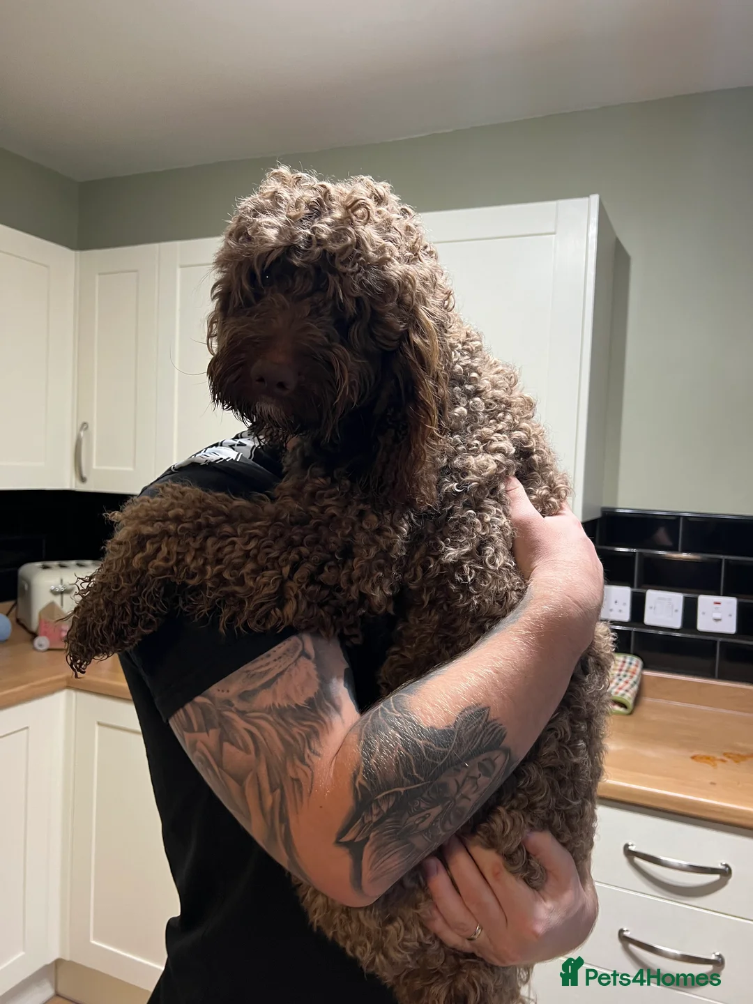 Cockapoo dogs for stud: PROVEN Chocolate brown cockapoo for stud in Boston - Advert 5