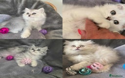 British Longhair cats for sale: British Longhair CH Pedigree Silvers  in Bournemouth - Image 1