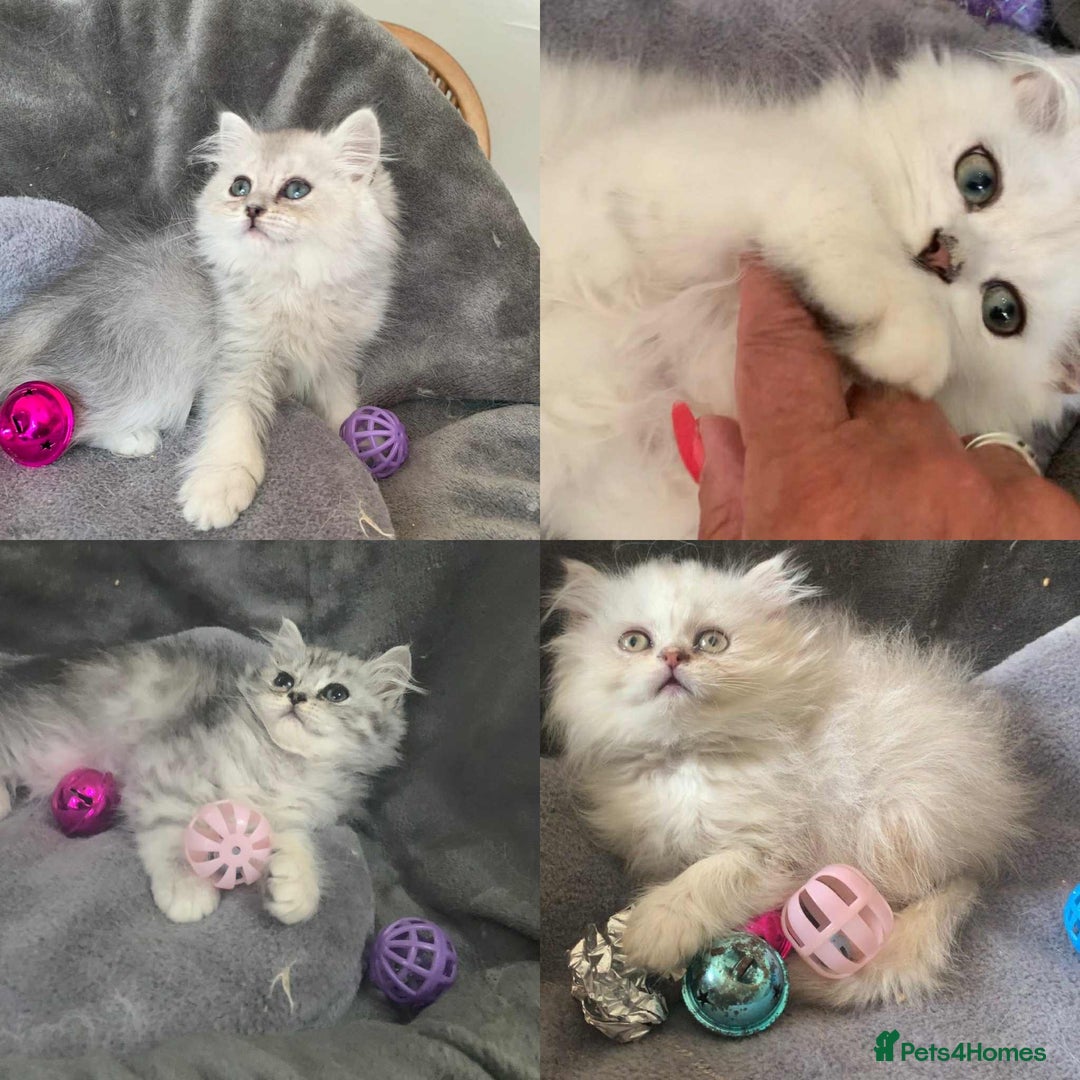 British Longhair cats for sale: British Longhair CH Pedigree Silvers  in Bournemouth - Image 1