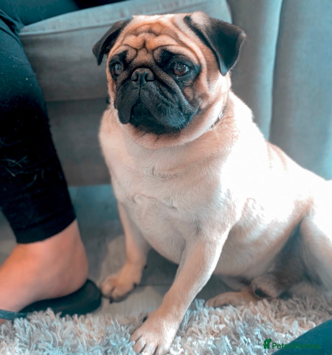 Pug dogs GORGEOUS KC REG, PDE CLEAR, PROVEN PUG FOR STUD in Newhaven - Advert 9
