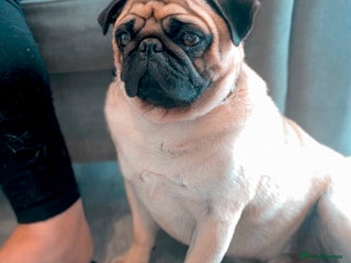 Pug dogs for stud in Newhaven - Advert 2