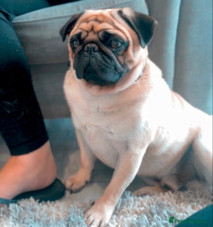 Pug dogs GORGEOUS KC REG, PDE CLEAR, PROVEN PUG FOR STUD in Newhaven - Advert 1