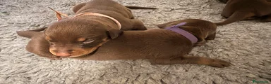 Dobermann 3