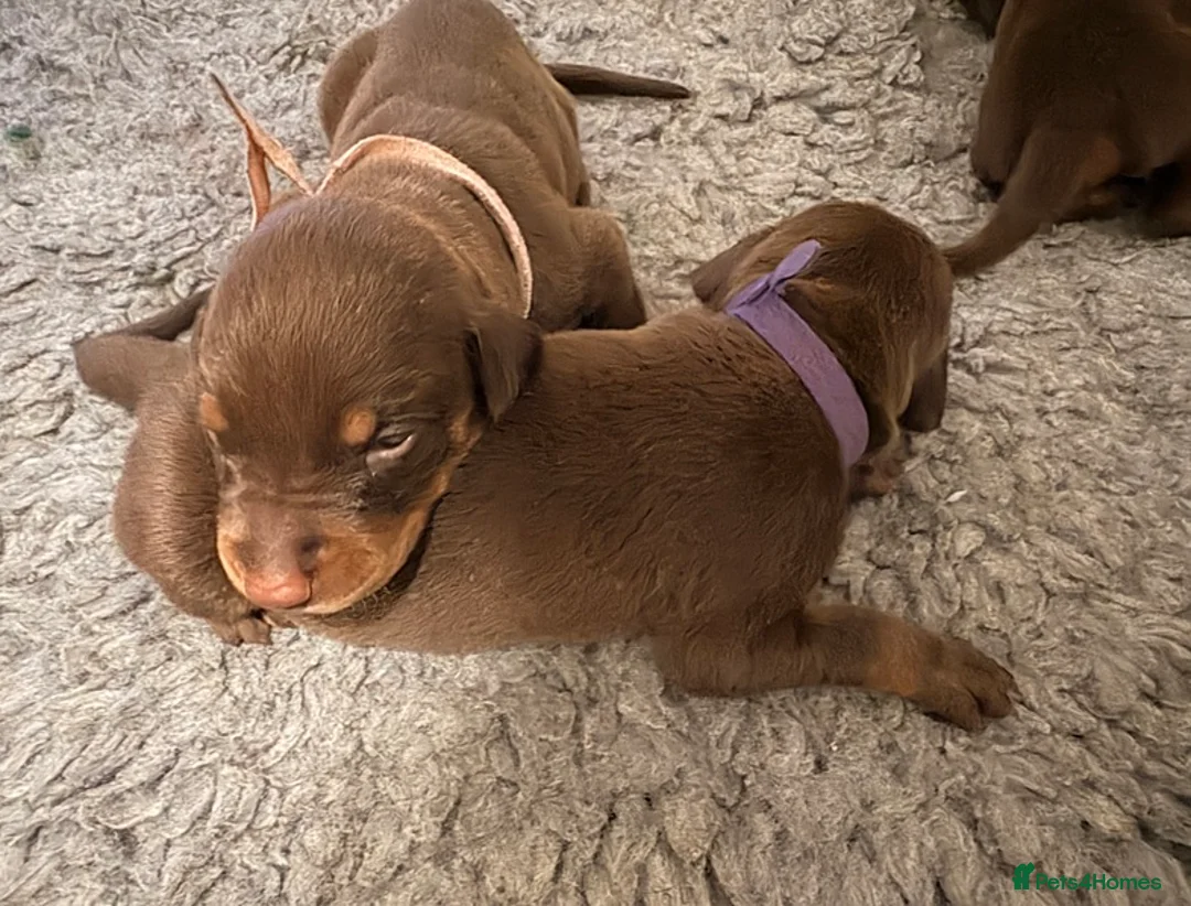Dobermann dogs for sale: Visionary Pups with Confident Paws – Dobermann  in Brighton - Advert 2