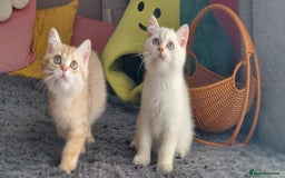 British Shorthair cats for sale: Golden British shorthair Pedigree Neutered  - Image 8
