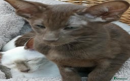 Siamese cats for sale: SIAMESE AND ORIENTAL KITTENS - Image 3