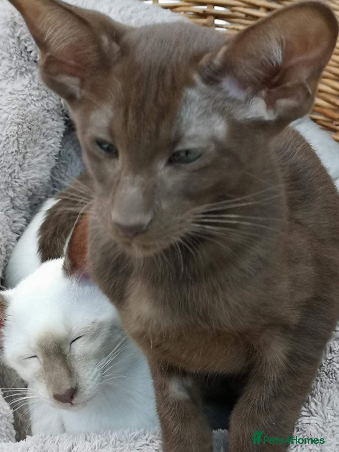 Siamese cats for sale: SIAMESE AND ORIENTAL KITTENS - Image 3