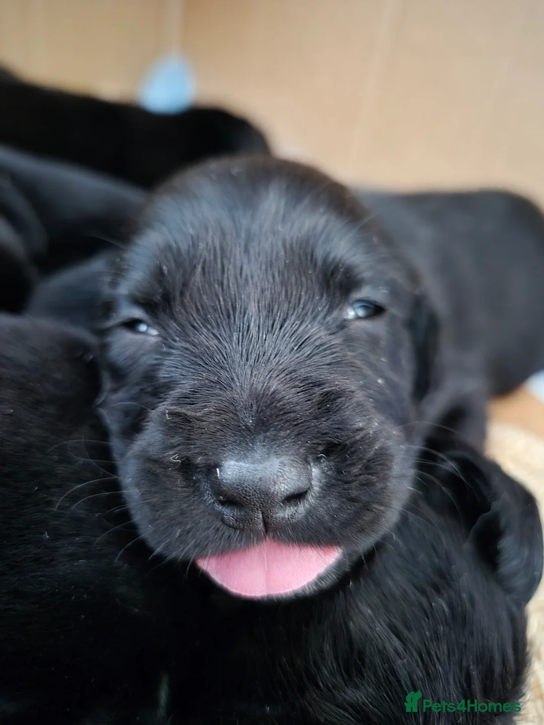 Springador dogs for sale: Fabulous Springador Puppies for Sale in Halesworth - Advert 28