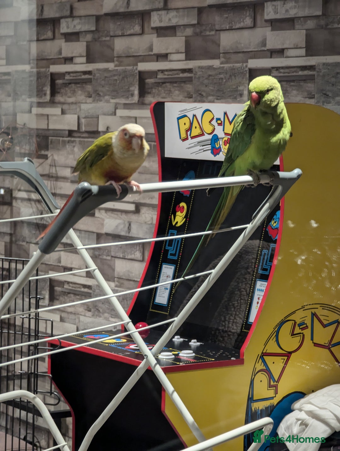 Parakeets birds for sale: Male ringneck parakeet & Female conure parakeet   - Image 4