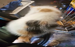 British Shorthair cats for sale: 3 Beautiful marked female kittens  - Advert 11