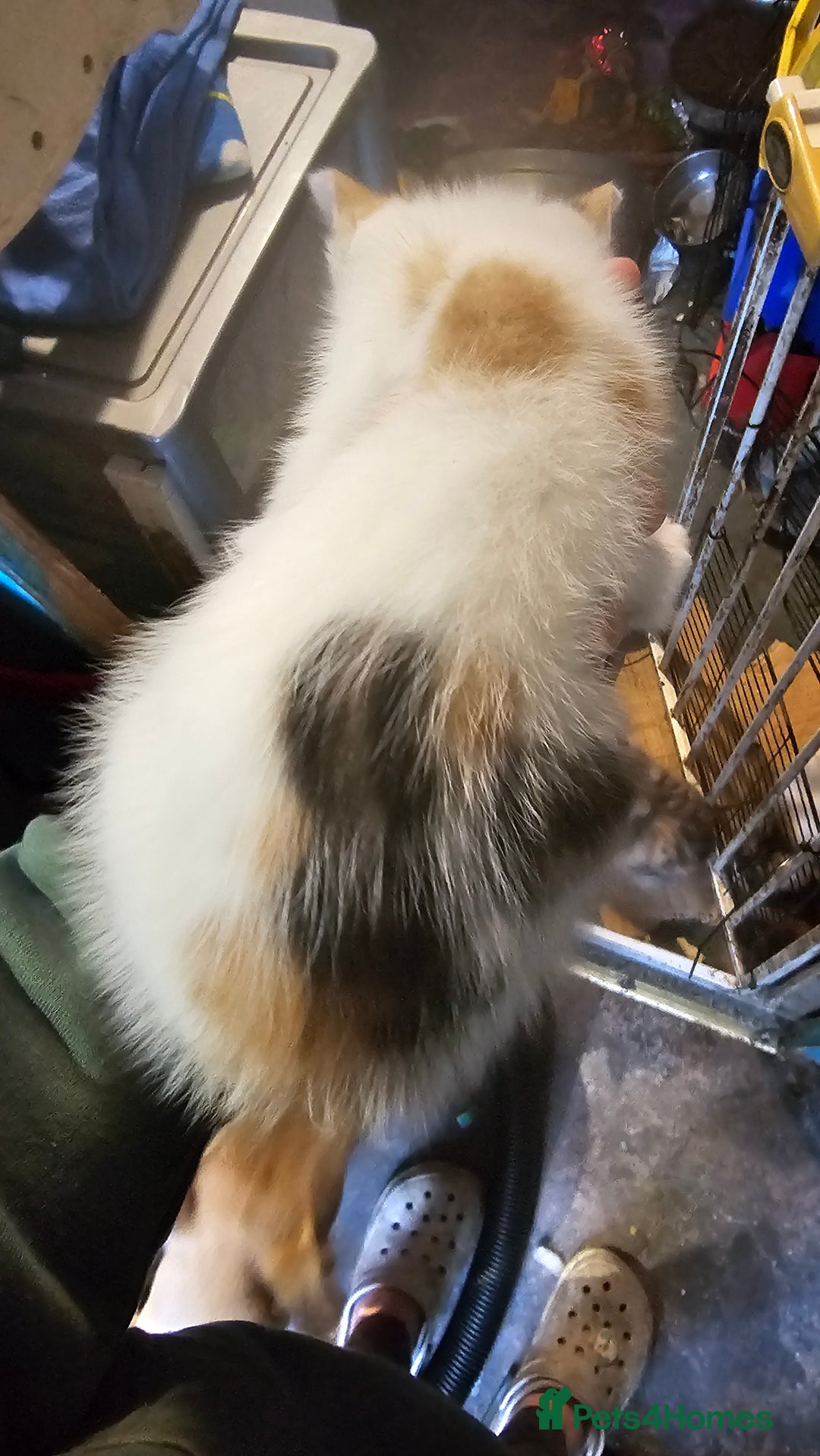 British Shorthair cats for sale: 3 Beautiful marked female kittens  - Advert 11