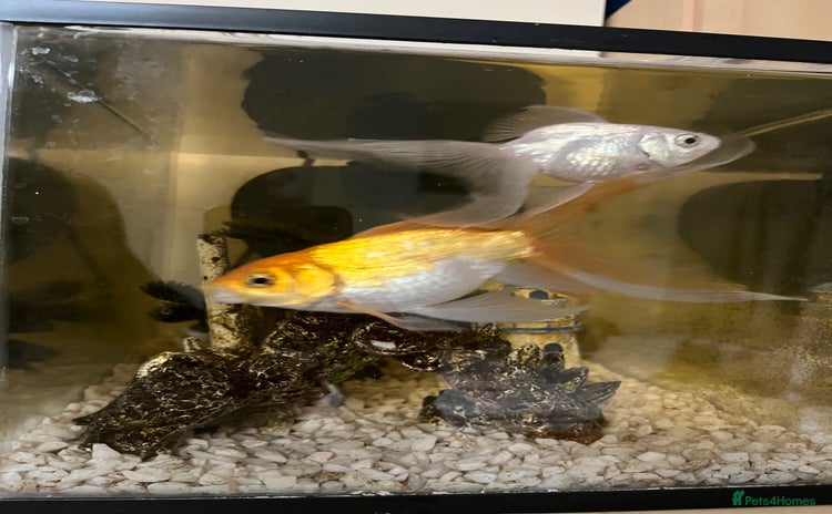 Fancy Goldfish fish - Advert 1