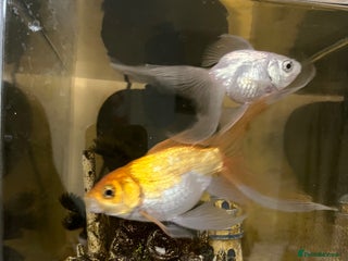 Fancy Goldfish fish - Advert 1