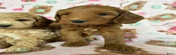 Cockapoo dogs for sale: Beautiful cockapoo puppies  - Advert 3