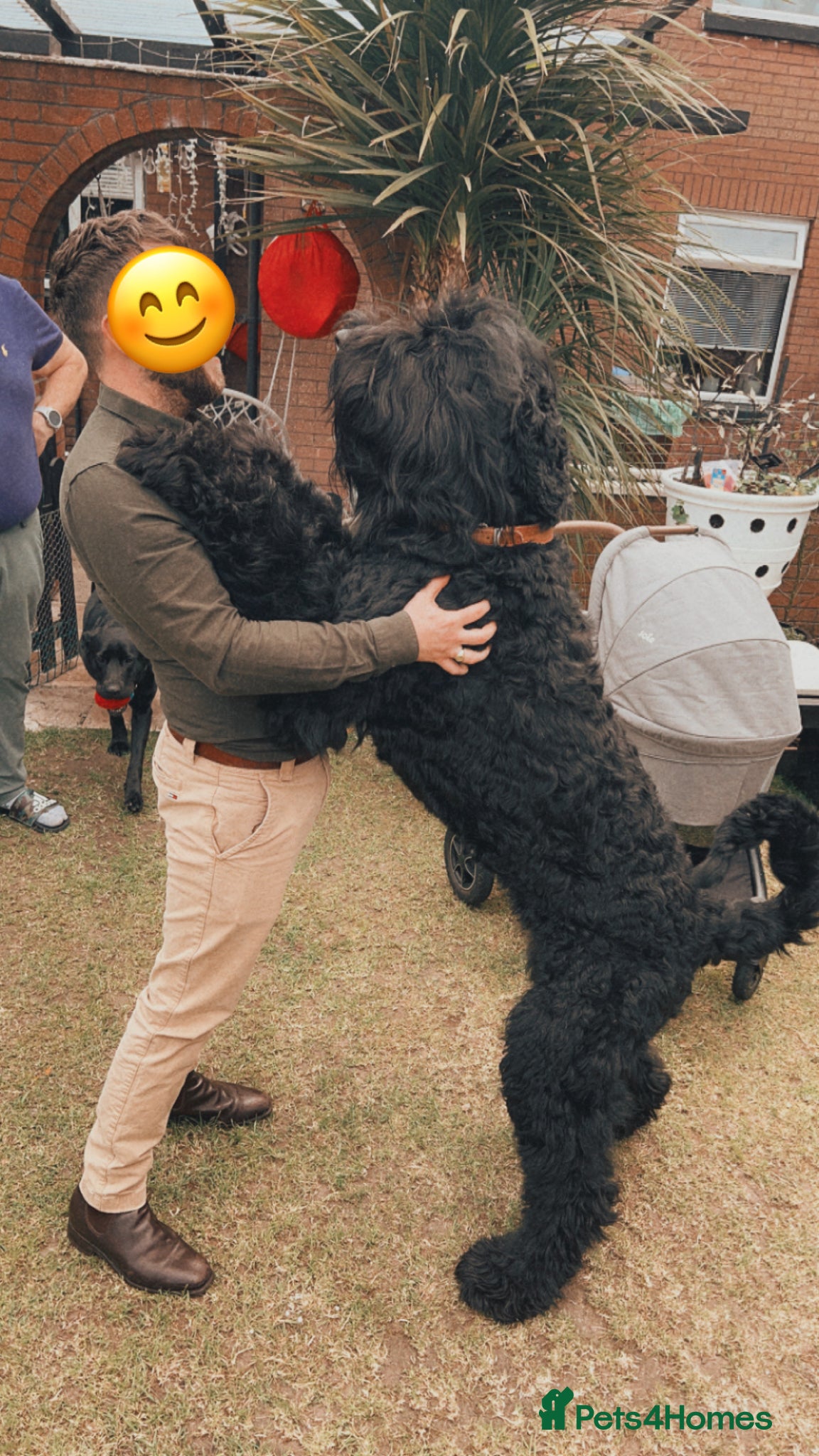 Mixed Breed dogs Lab mixed with Black Russian terrier  - Advert 3