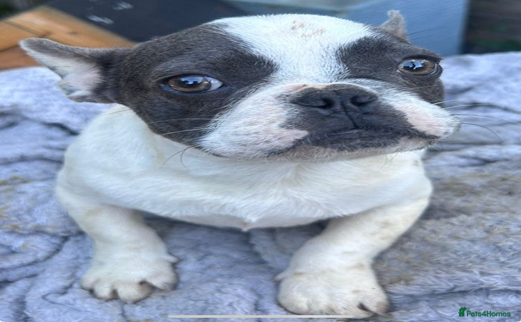 French Bulldog dogs - Advert 14