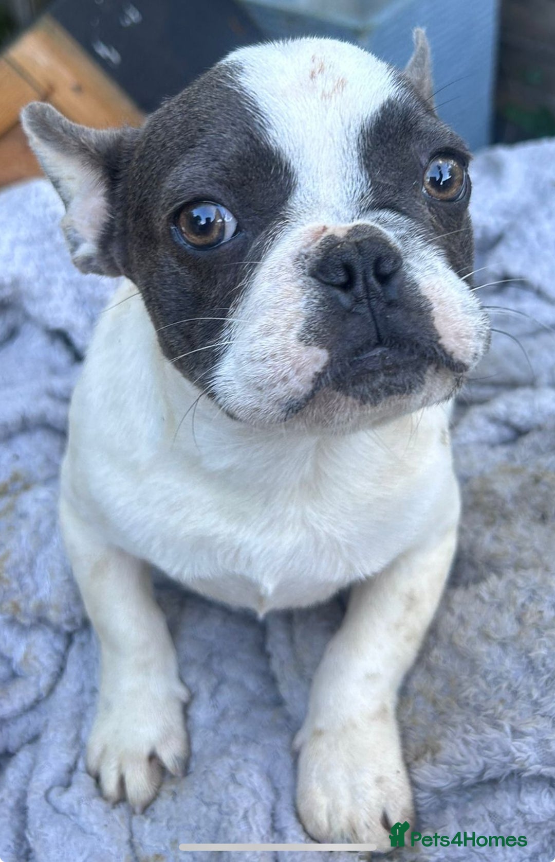 French Bulldog dogs for sale: Two male French bulldogs for sale - Image 1