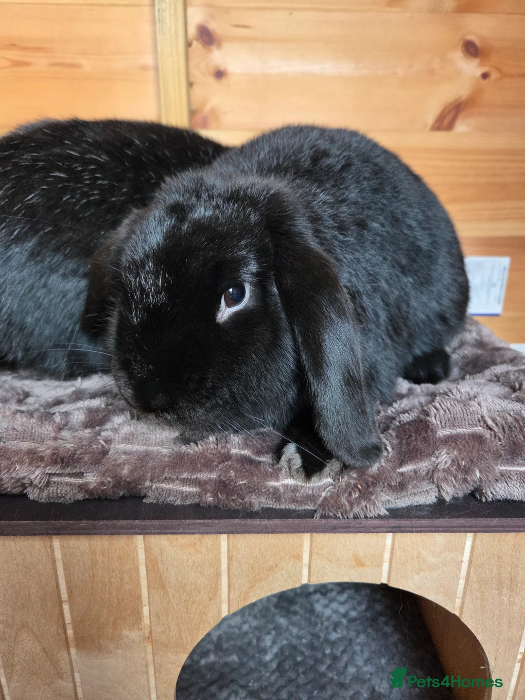 Mini Lop rabbits for sale: Pair of mini lops - Advert 2