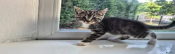 Mixed Breed cats for sale: 12 Beautiful kittens ready for their forever homes - Advert 4