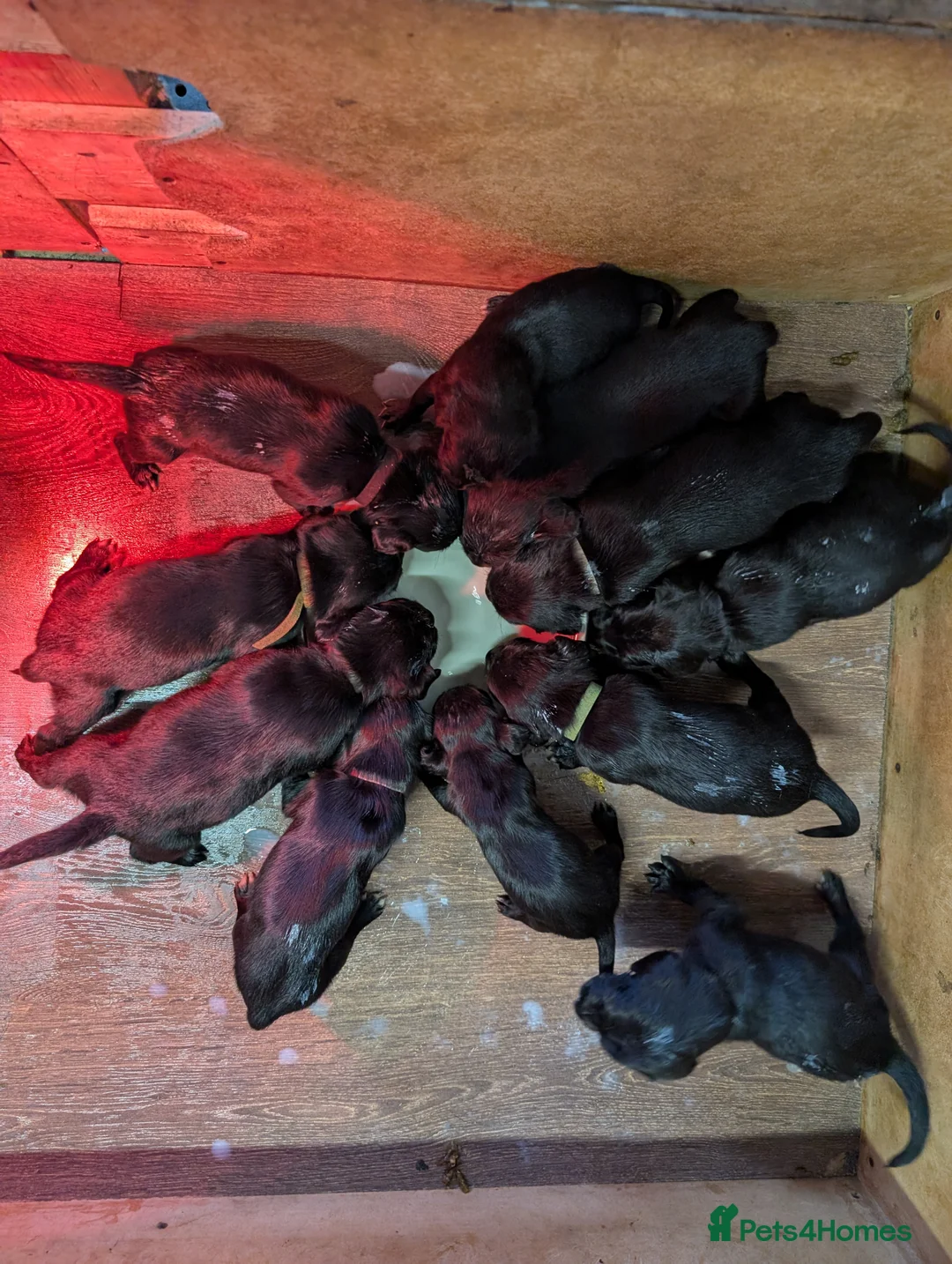 Springador dogs for sale: Labrador x Springer Spaniel - Springador Pups - Advert 2