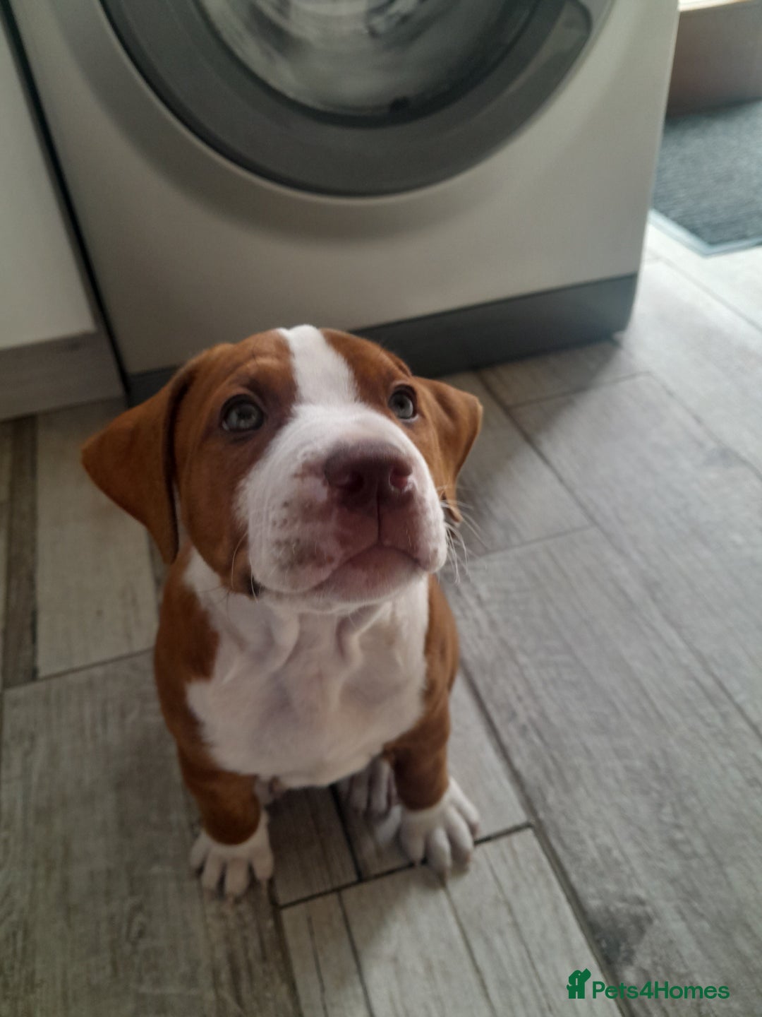 American Bull Staffy dogs for sale: Exceptional  - Image 8