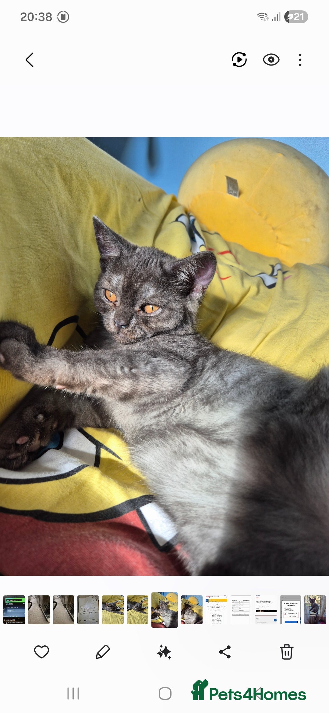 British Shorthair cats for sale: British shorthair kitten boy - Image 2