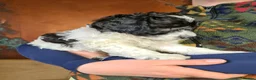 Labradoodle dogs for sale: Beautiful Miniature Labradoodle Puppies for Sale - Advert 7