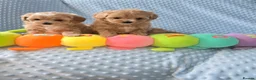 Maltipoo dogs for sale:  Beautiful  maltipoo  - Advert 3