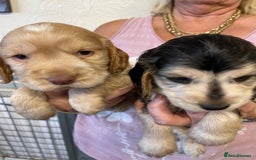Cocker Spaniel dogs for sale: SHOW TYPE COCKER SPANIEL PUPS - Image 6