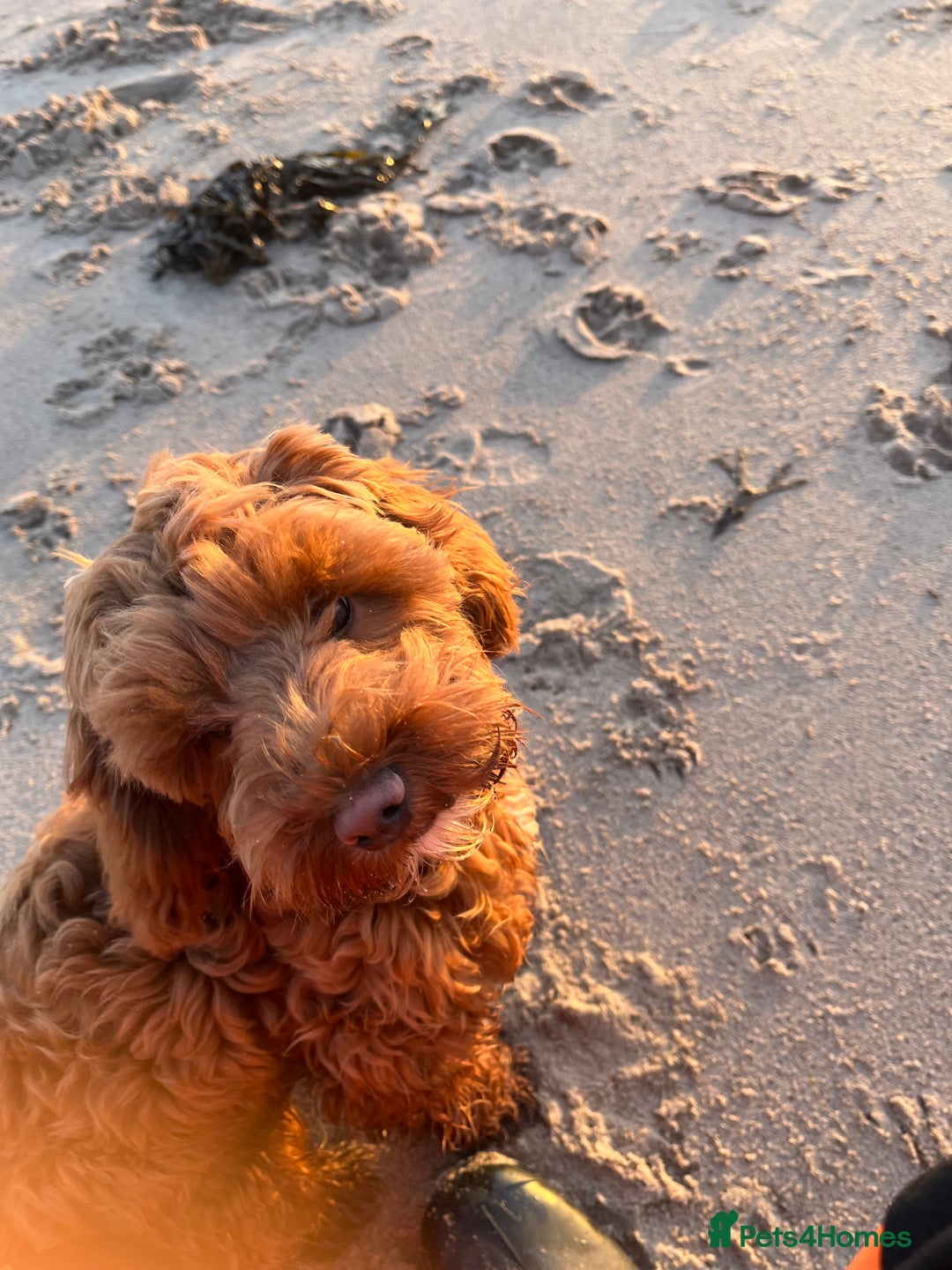 Mixed Breed dogs for sale: Cavapoo - Advert 3