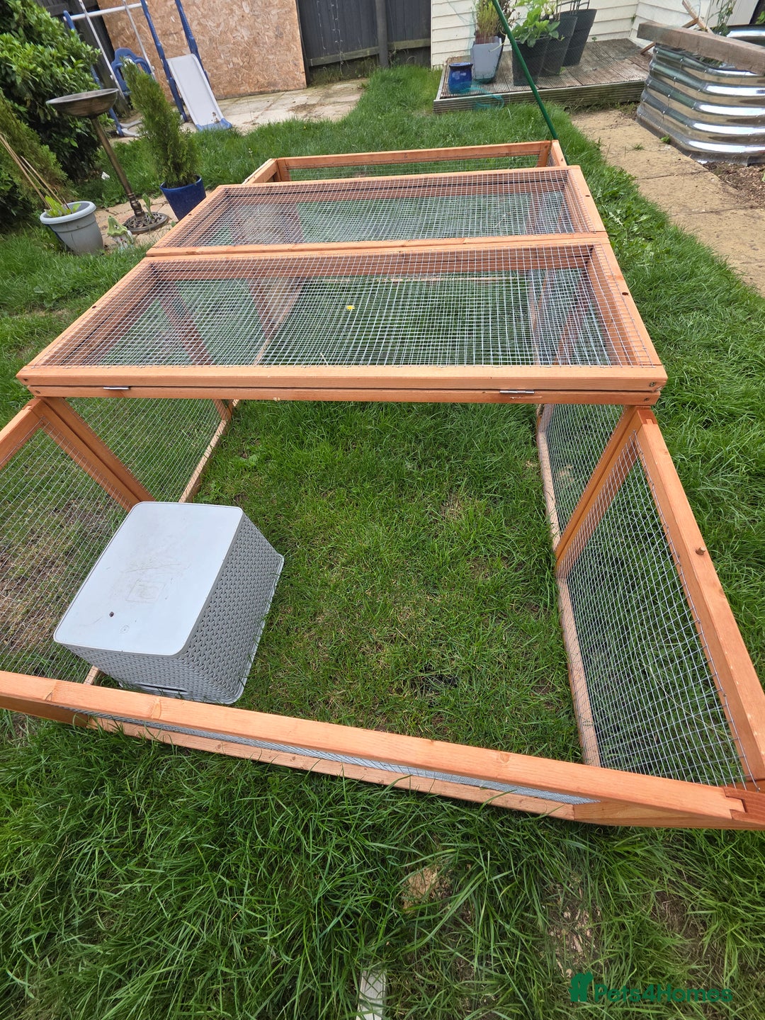 Guinea Pig rodents for sale: 2 x male guinea pigs  - Image 5