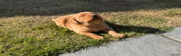 Labrador Retriever dogs for sale: Stunning fox Red Labrador pup - Advert 4