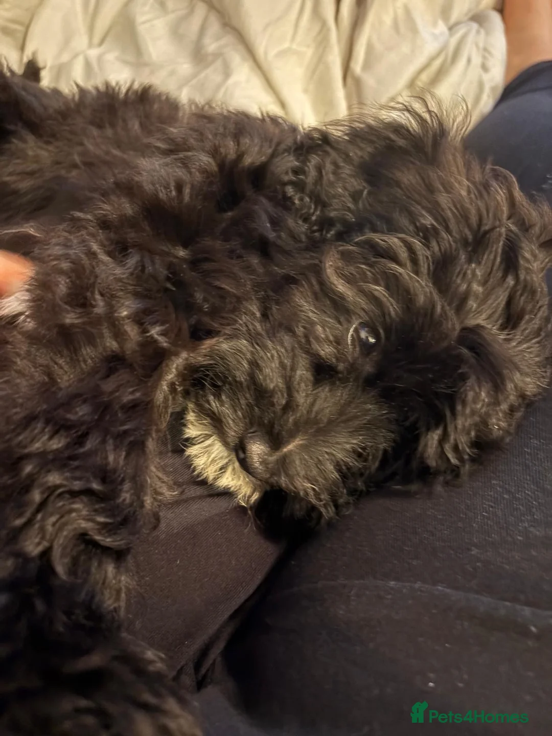 Cockapoo dogs for sale: Cockapoo f1 for sale - Advert 2