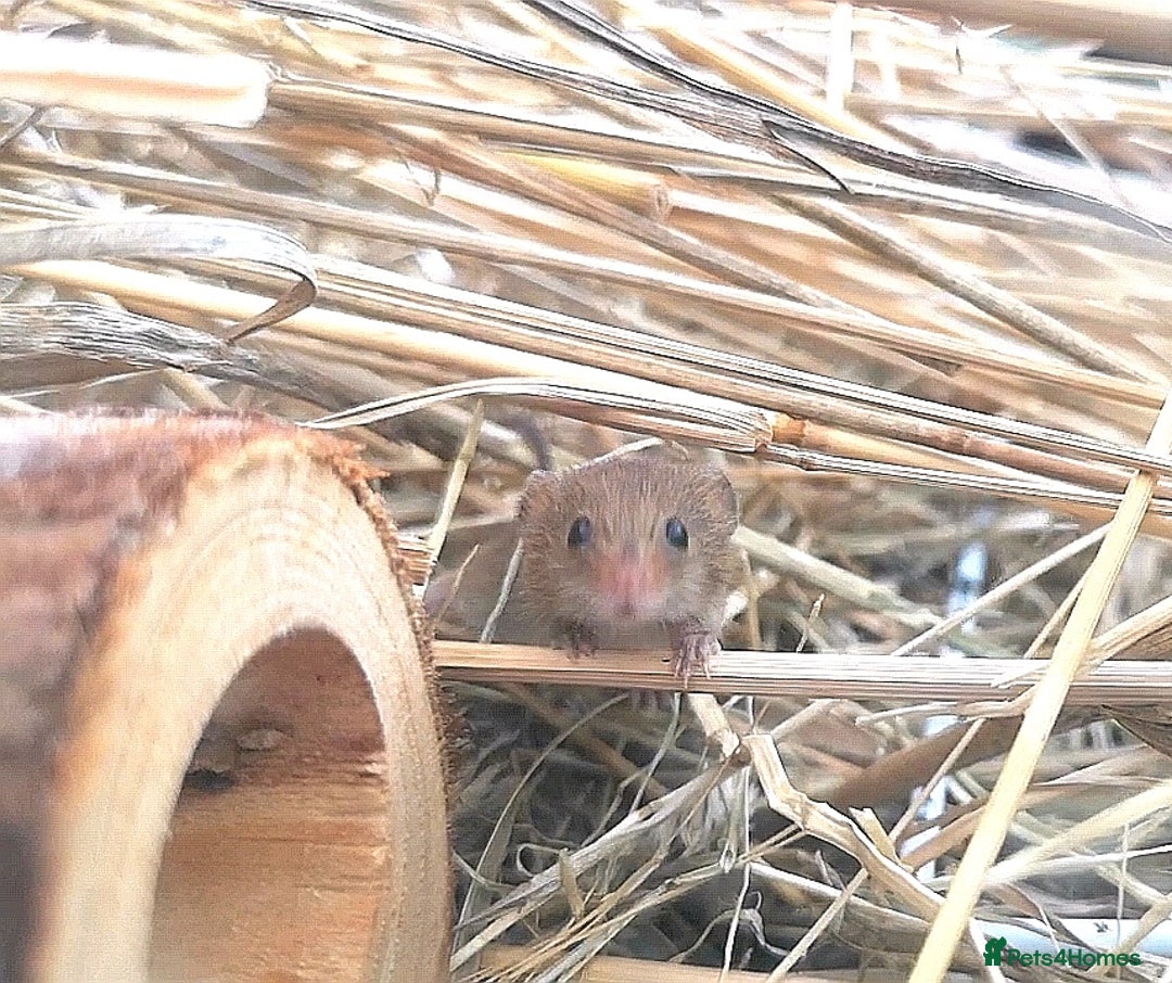 Mouse rodents for sale: Harvest mice for sale  - Image 2