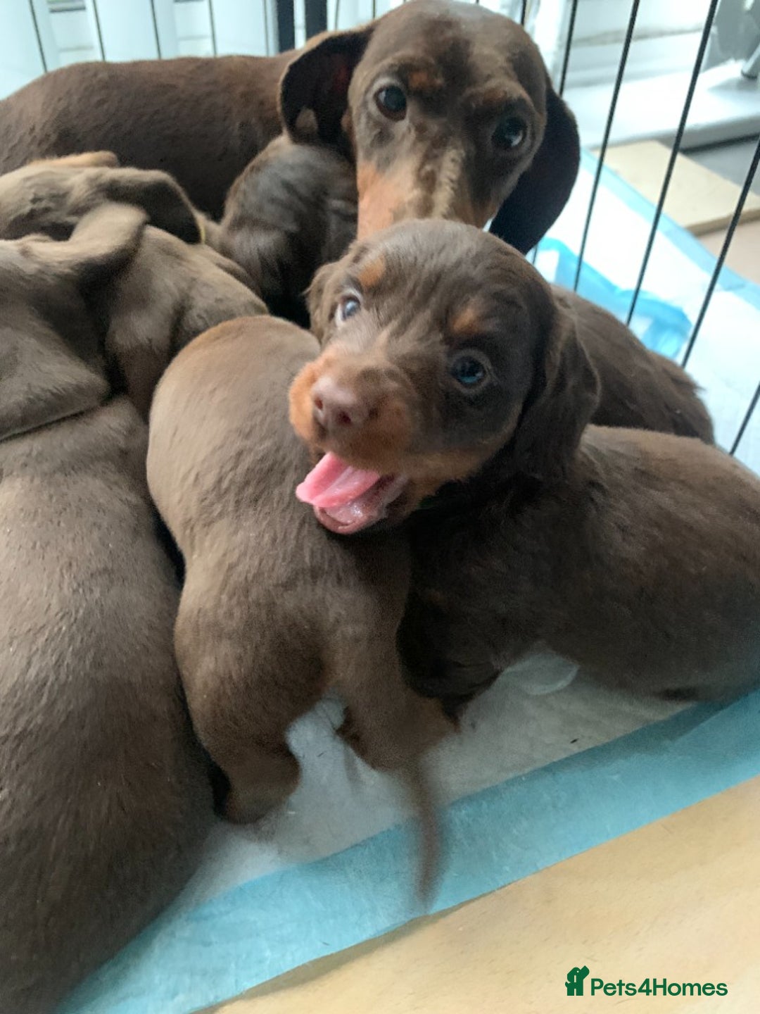 Miniature Dachshund dogs for sale: Miniature Dachshund Puppies Chocolate and Tan KC - Advert 19