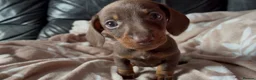 Miniature Dachshund dogs for sale: Beautiful miniature dachshund puppies  - Advert 15