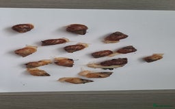 Snails invertebrates for sale: African Land Snails Hatched 21/4/25 - Image 6