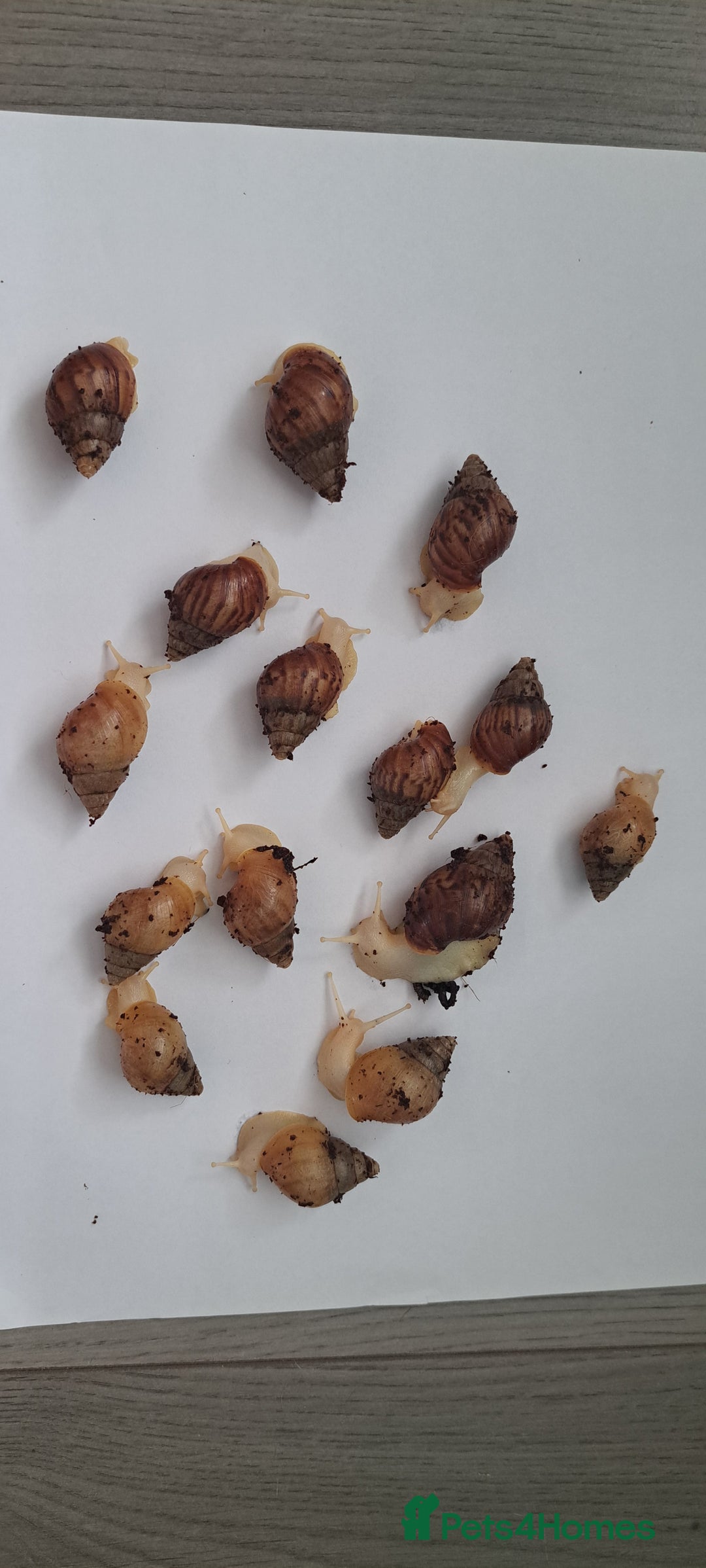 Snails invertebrates for sale: African Land Snails Hatched 21/4/25 - Image 6