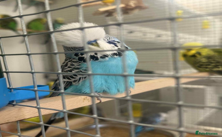 Budgerigars birds Selection of Budgies’s  - Advert 1